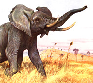 Friedrich
Wilhelm Kuhnert (1865-1926) - Slon africk